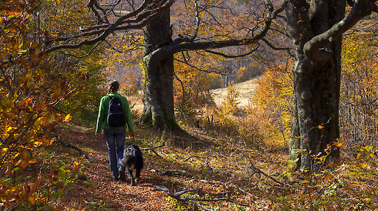 Wandern mit Hund im Bayerischen Wald
